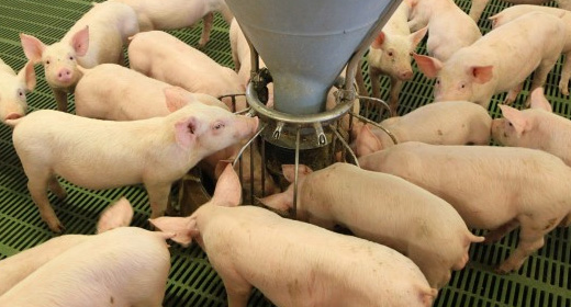 pigs feeding
